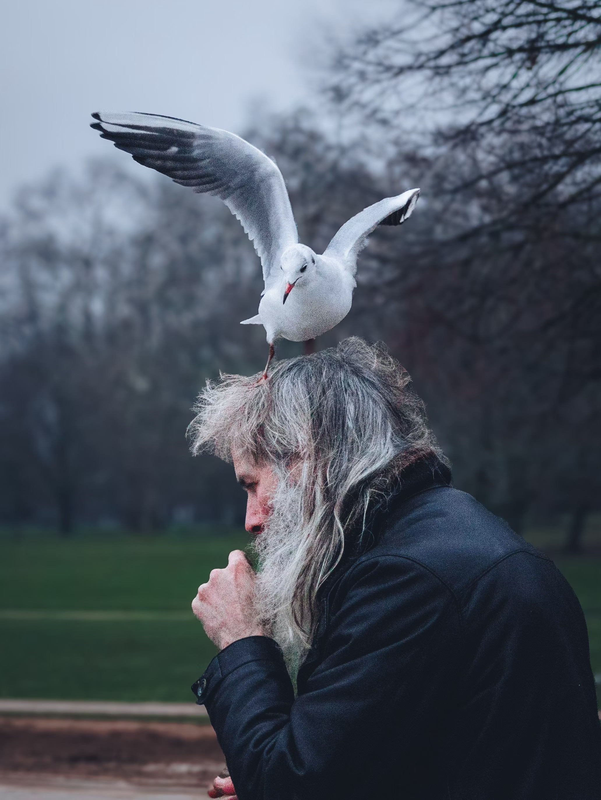 A gull balancing on the head of an older man in Hyde Park.