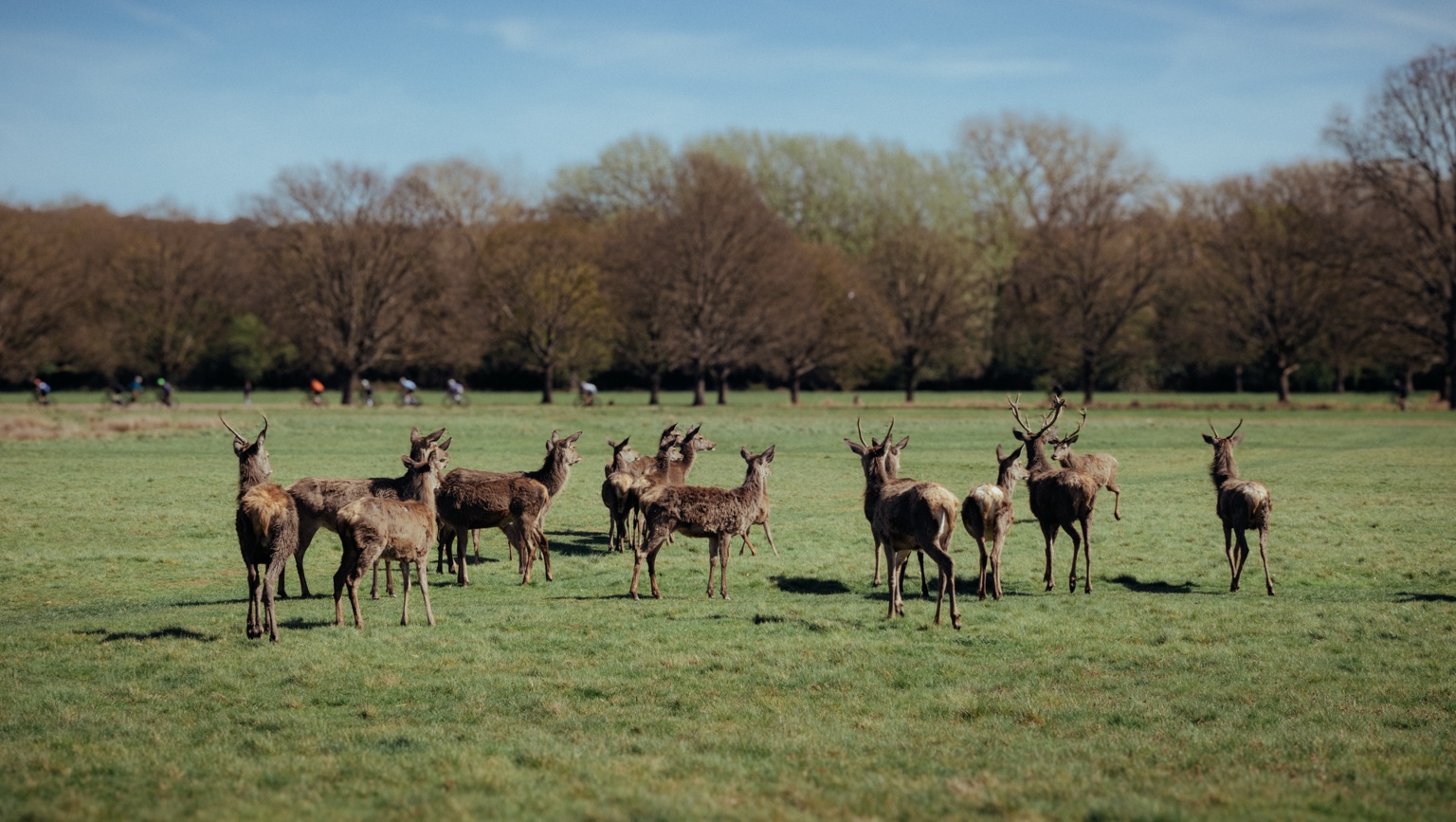 A herd of deer gathered in a sunlit meadow in Richmond Park.